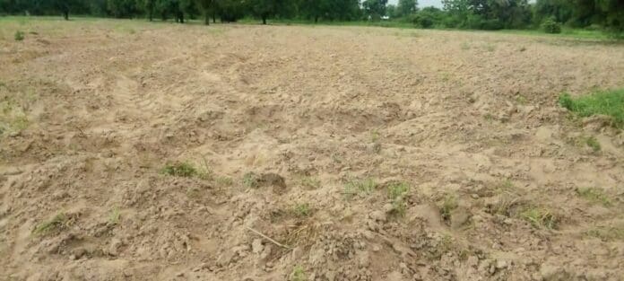 farmlands where maize had been grown yet to germinate farmlands where maize had been grown yet to germinate