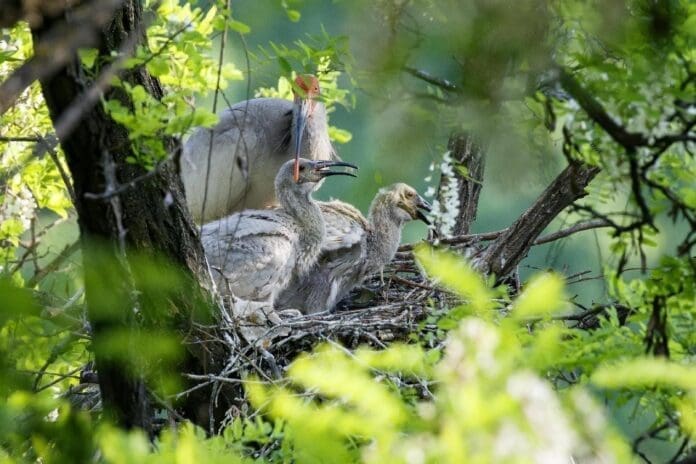 An adult crested ibis and two young birds rest on a tree near the Juhe River, Yaozhou district, Tongchuan, northwest China’s Shaanxi province, May 6, 2022. (Photo by Shi Tonggang/People's Daily Online An adult crested ibis and two young birds rest on a tree near the Juhe River, Yaozhou district, Tongchuan, northwest China’s Shaanxi province, May 6, 2022. (Photo by Shi Tonggang/People's Daily Online