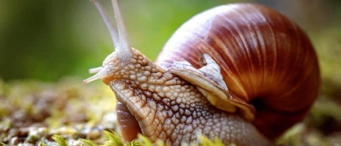 Snail