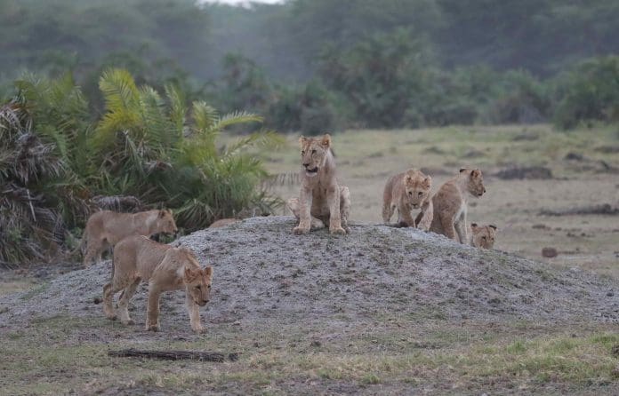 Photo taken on June 12, 2022 shows lions at the Amboseli national park, Kenya. (Xinhua/Long Lei)