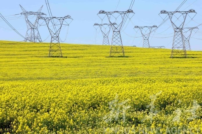 Canola plants blossom in a field beneath electricity pylons, as South African utility Eskom experiences frequent power outages, near Cape Town, South Africa, September 8, 2022. REUTERS/Esa Alexander