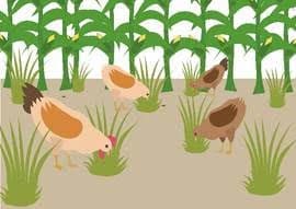 new training tools for poultry farmers new training tools for poultry farmers