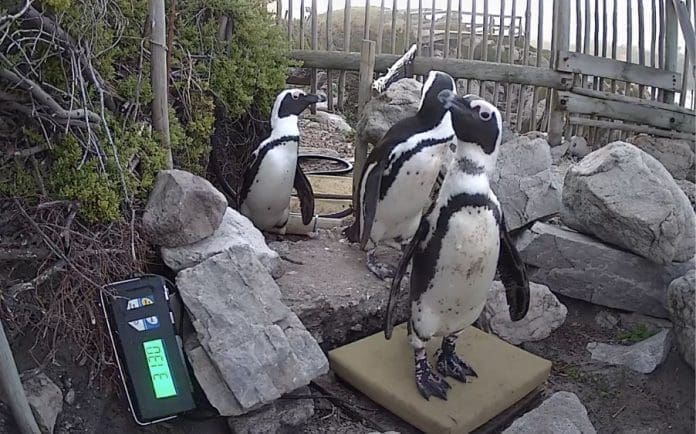 Photo Penguin Alert Website