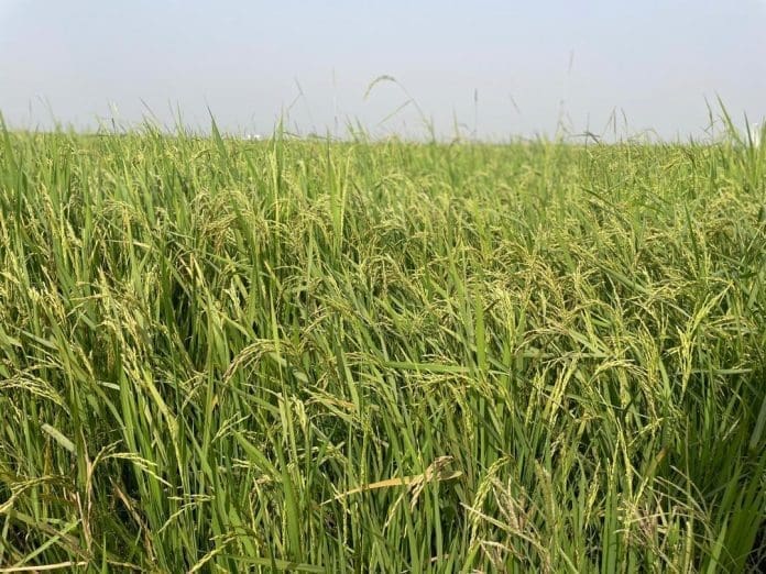 Rice Farm Rice Farm