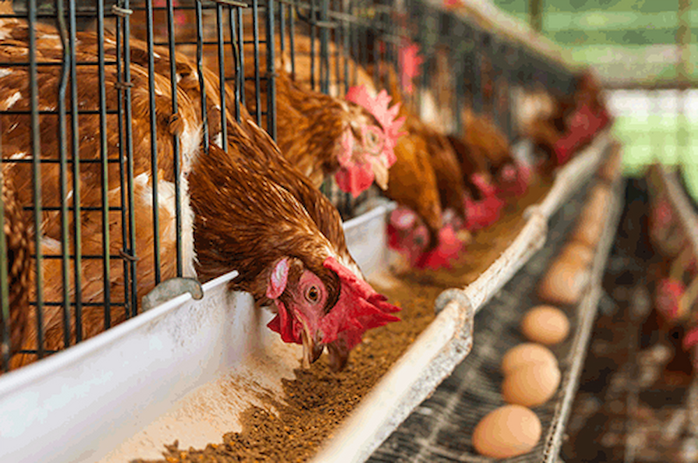 Bechem poultry factory 58 percent complete, Mahama says