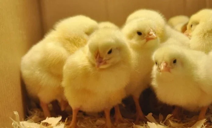 ‘nkokoikitikinti Project A Day Old Broilers X