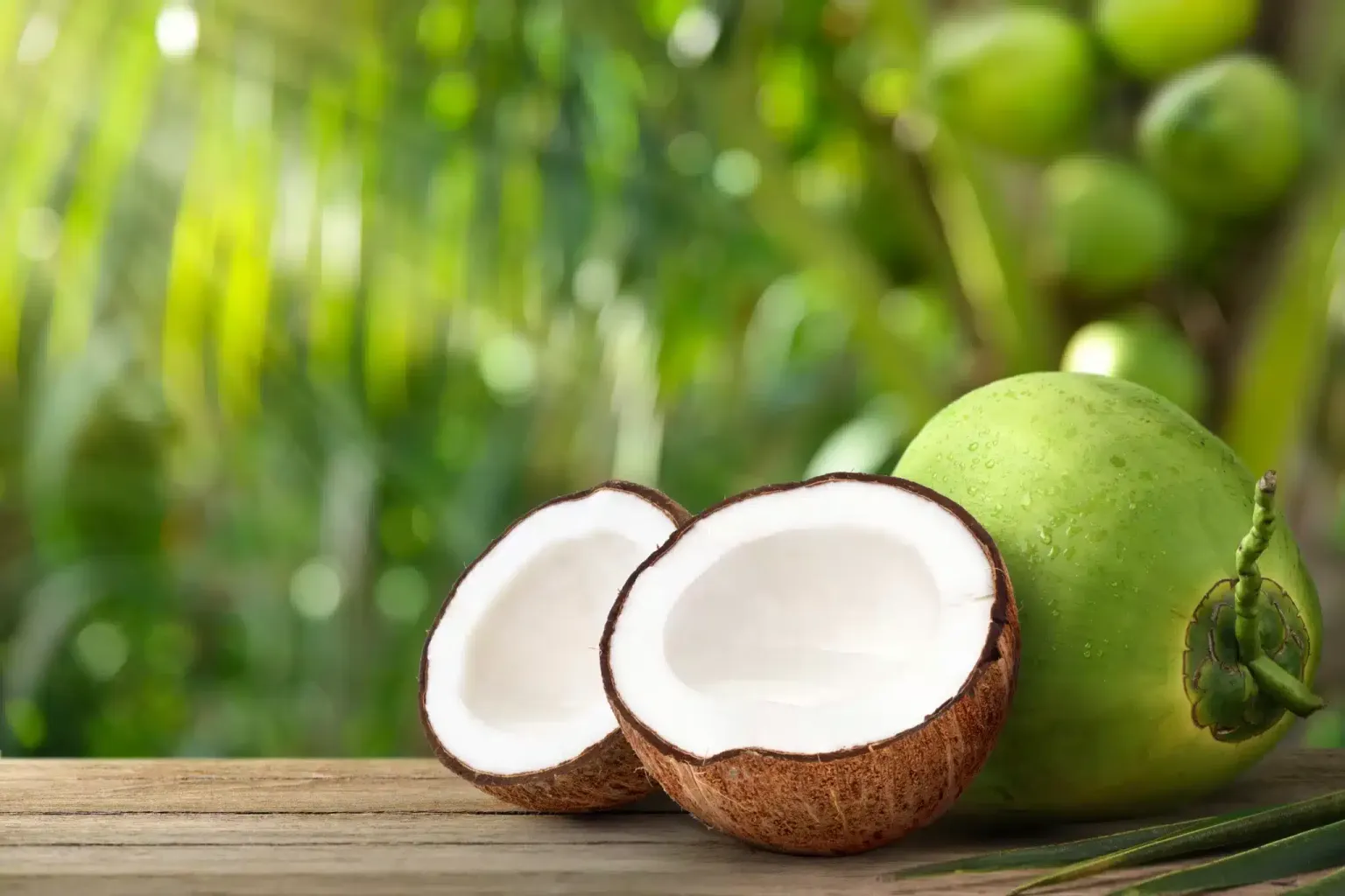 Jomoro MP, Nzema chief court investors for coconut factory