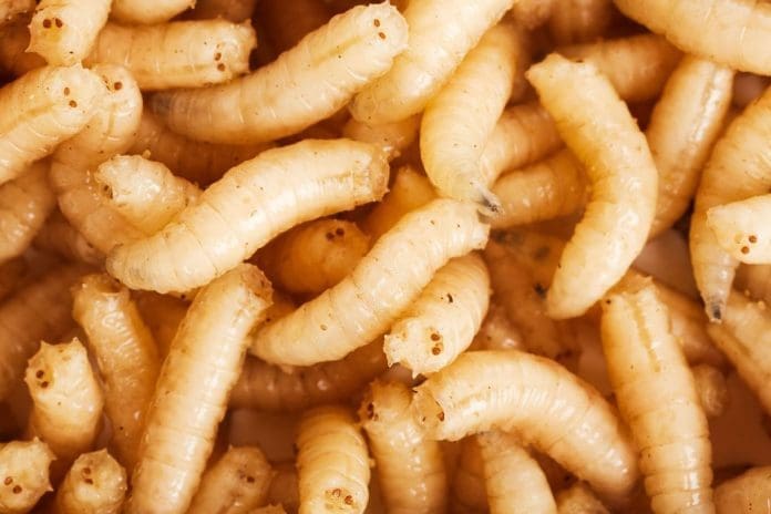 Maggot Maggot