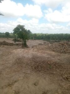 A view of the devastated farmland at Kwesi Twi Krom after crops including cocoa, cassava, plantain and oil palm were allegedly destroyed