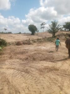 A section of the more than 250 acres of farmland at Kwesi Twi Krom in the Agona East District that farmers say was cleared by an investor, destroying food and cash crops.